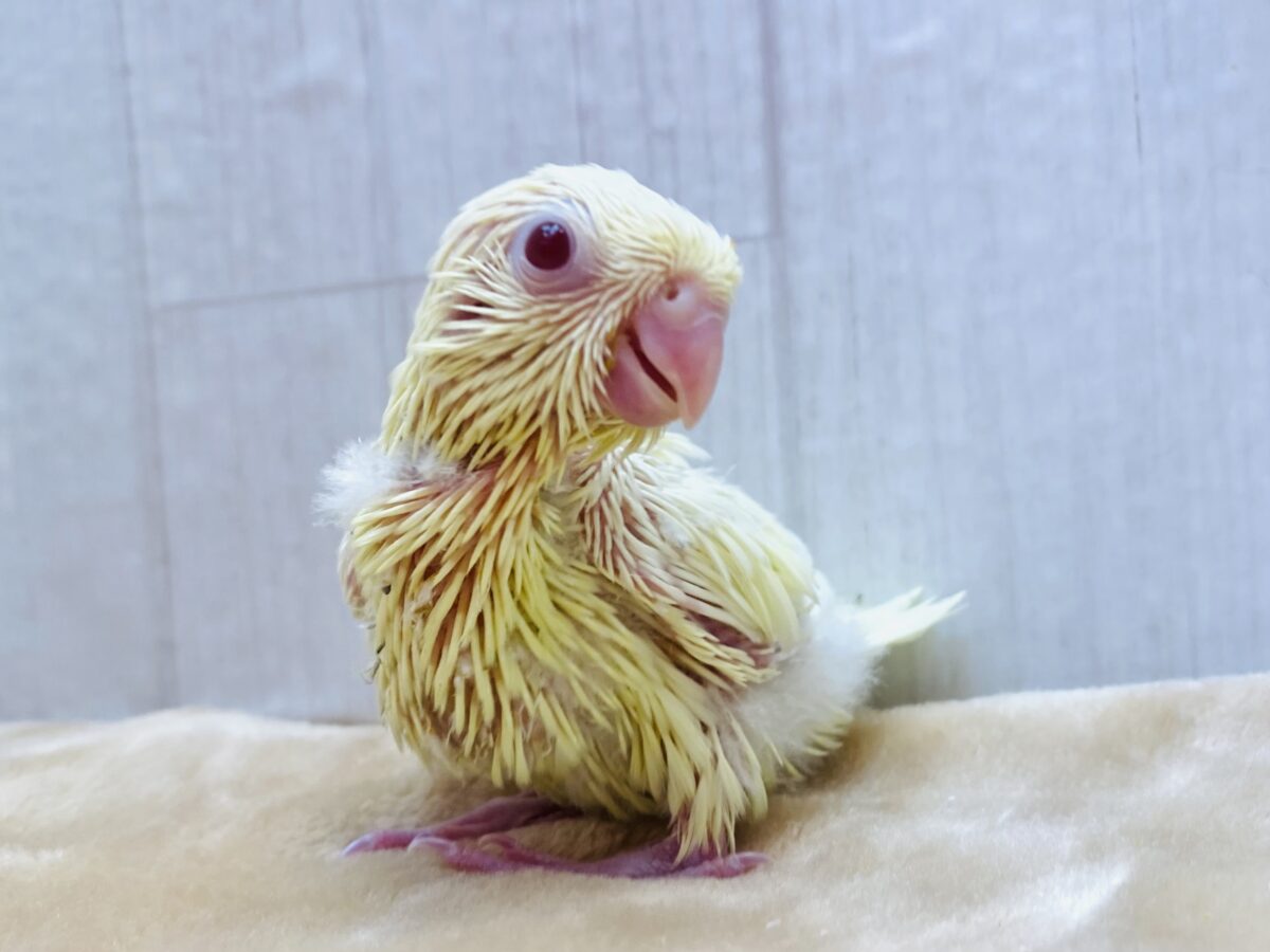 サザナミインコ