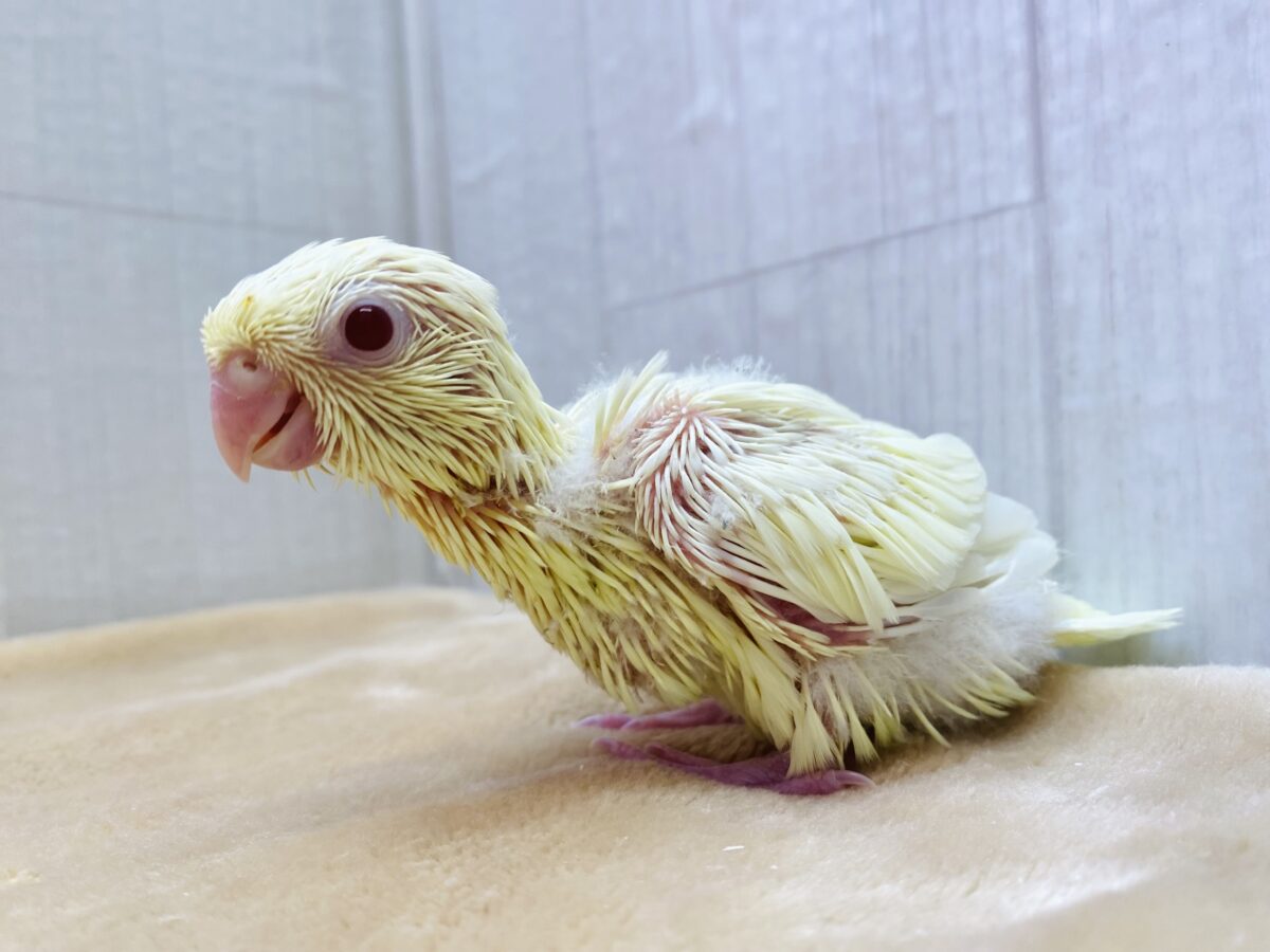 サザナミインコ