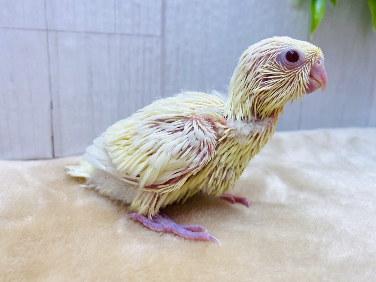 サザナミインコ