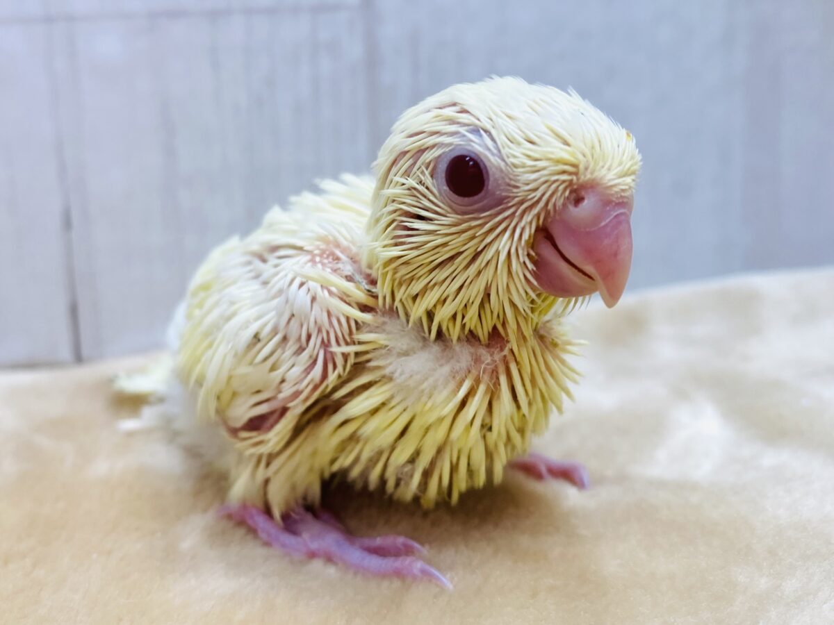 サザナミインコ