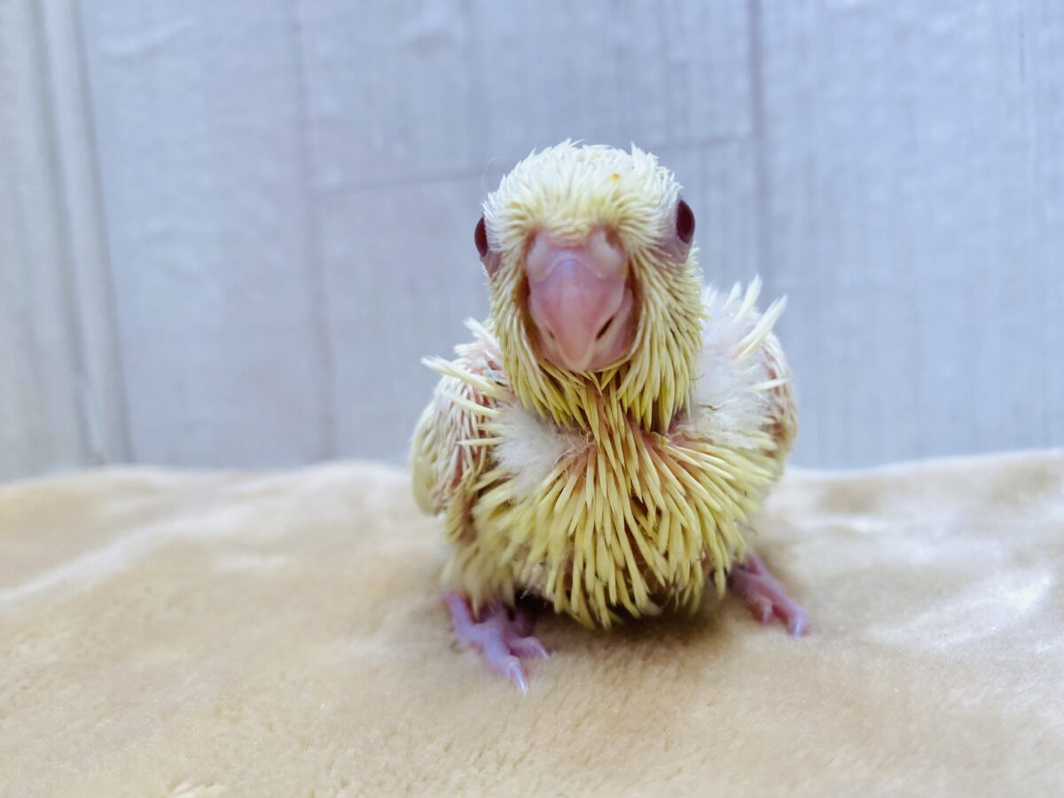 サザナミインコ