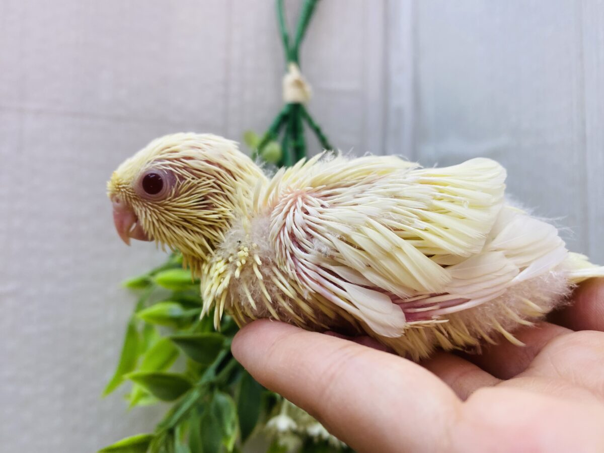 サザナミインコ