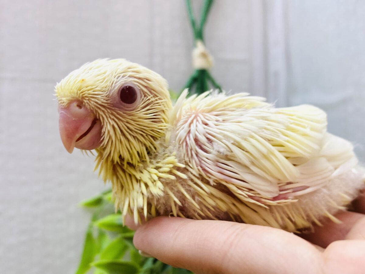 💗きゅるきゅるオメメにやられちゃう💗サザナミインコ優しさ溢れるクリームイノ❗️