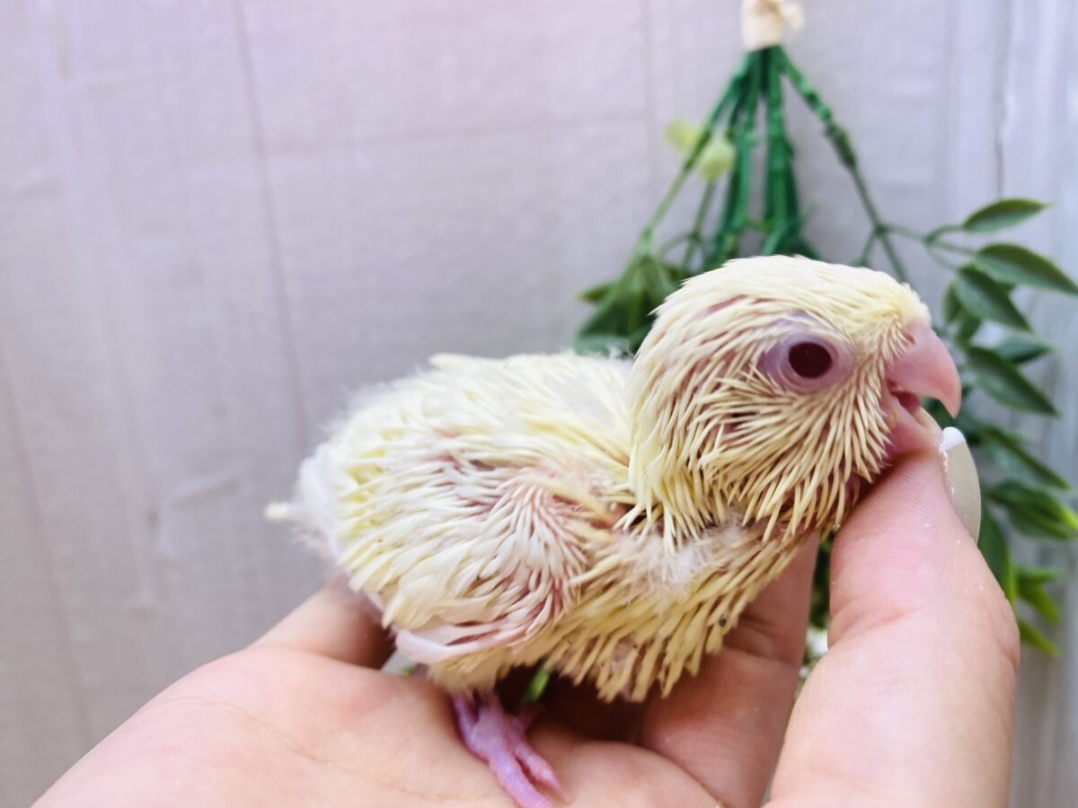 サザナミインコ