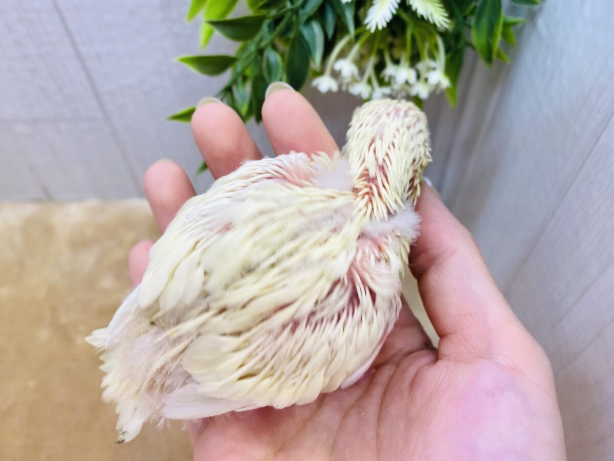 サザナミインコ