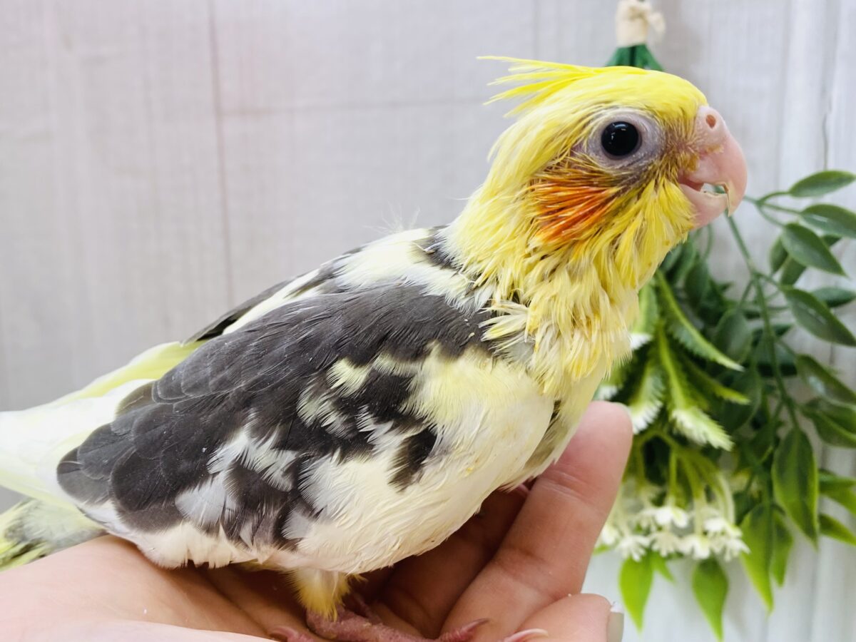 私はパイド派‪( ˙꒳​˙ᐢ )そんな皆さん注目ですよ〜‼️オカメインコパイドカラー‎‎𖤐 ̖́-‬