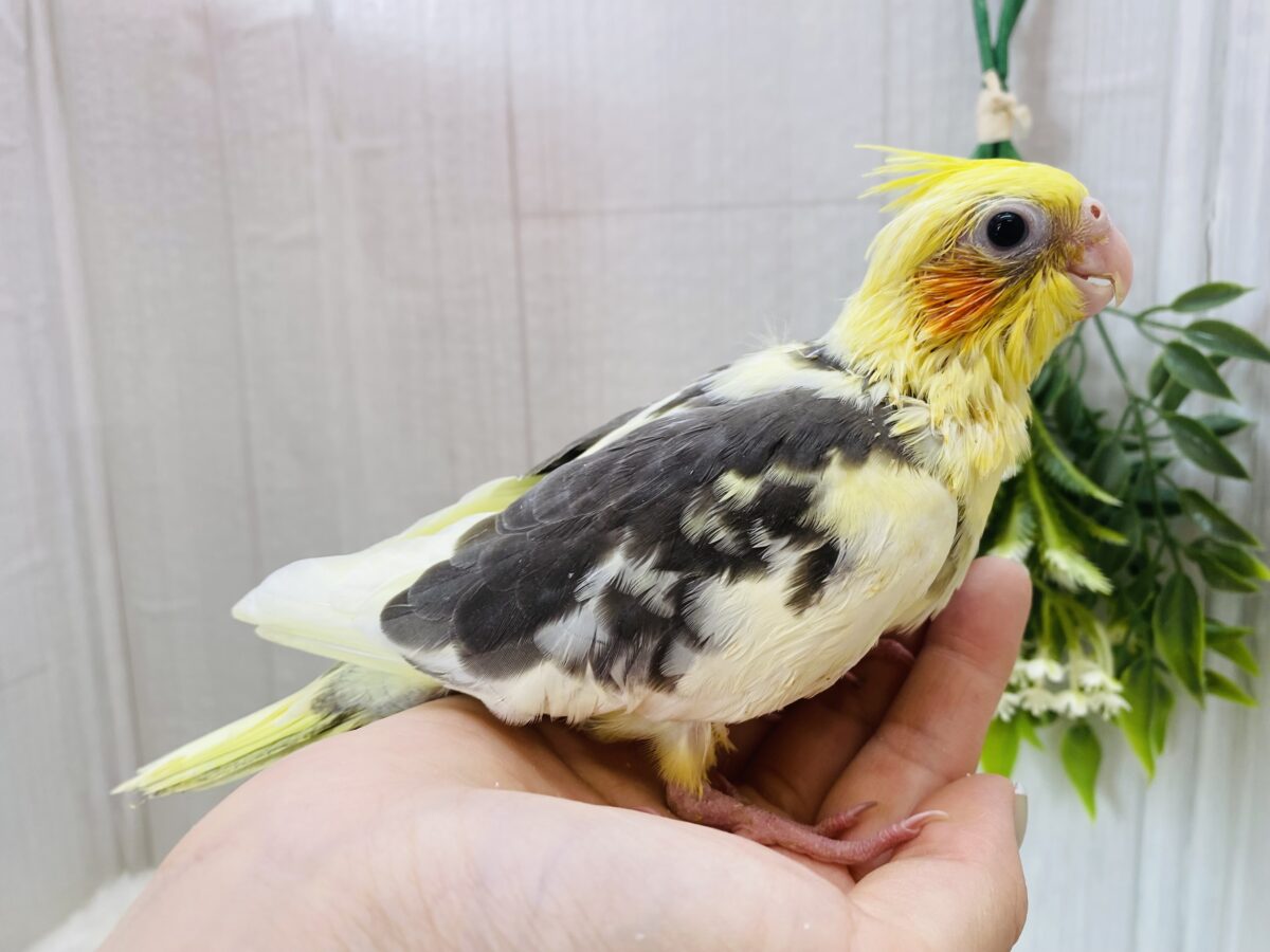 オカメインコ