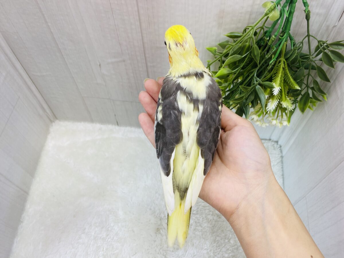 オカメインコ