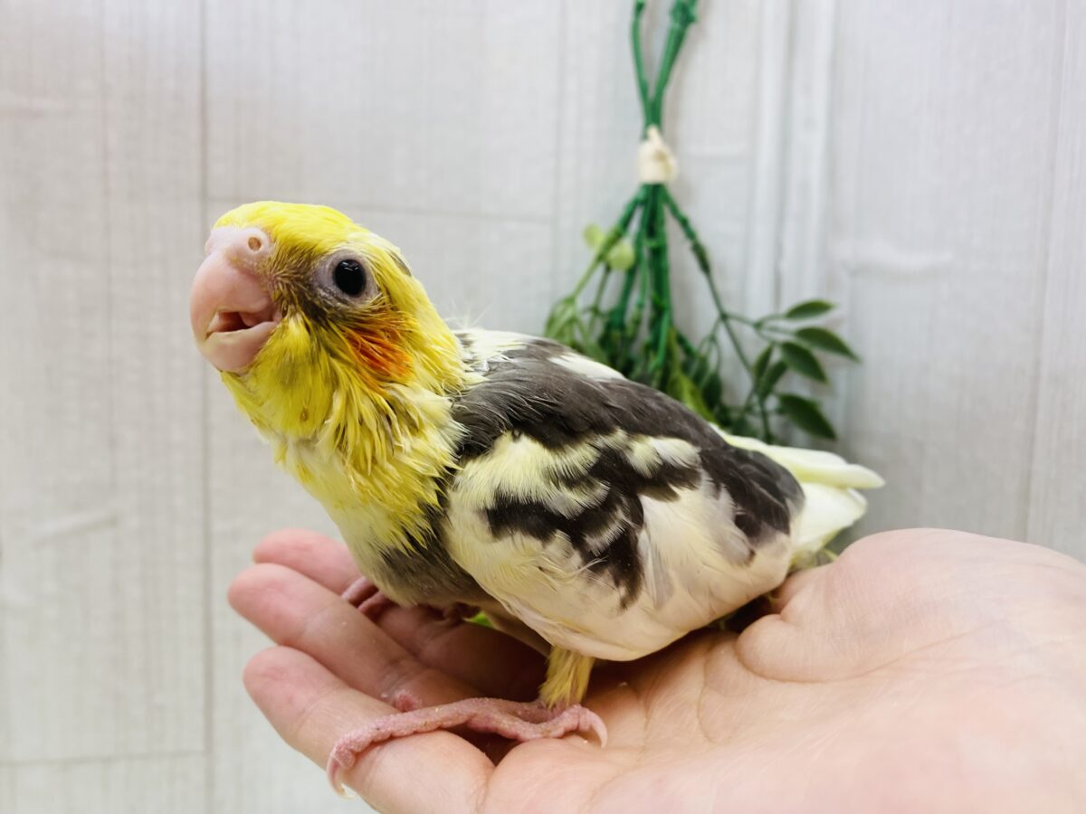 オカメインコ