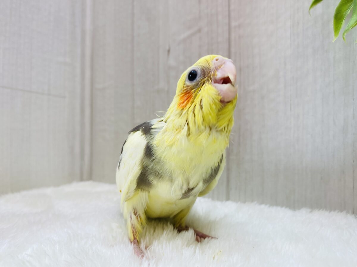 オカメインコ