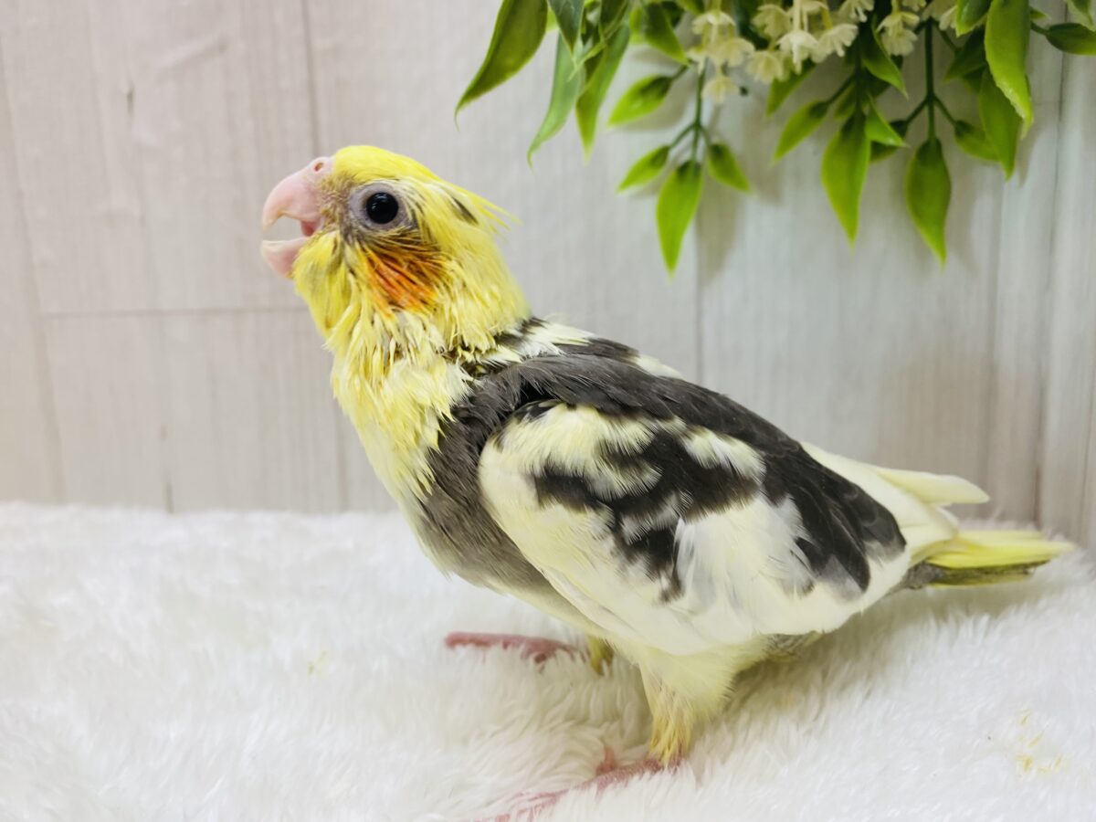 オカメインコ