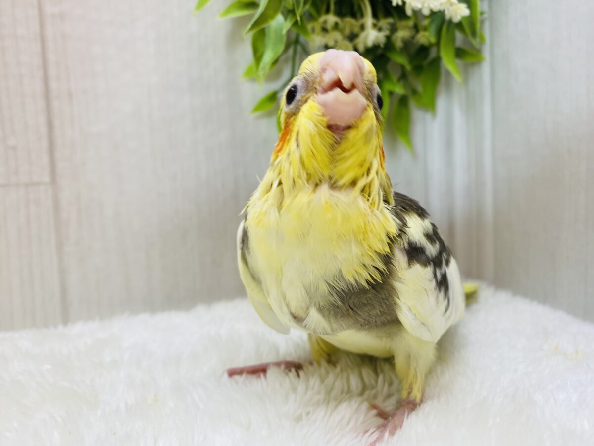 オカメインコ