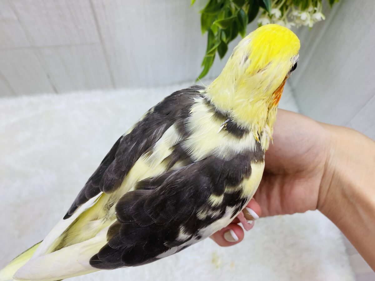 オカメインコ