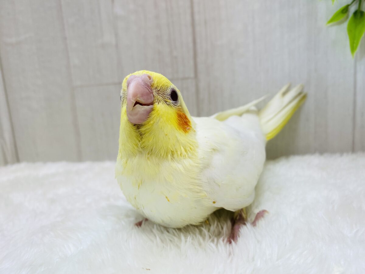 オカメインコ