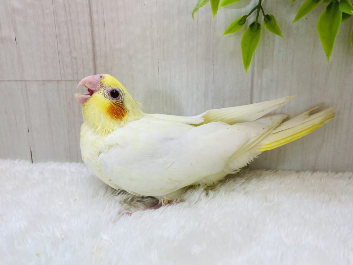 オカメインコ