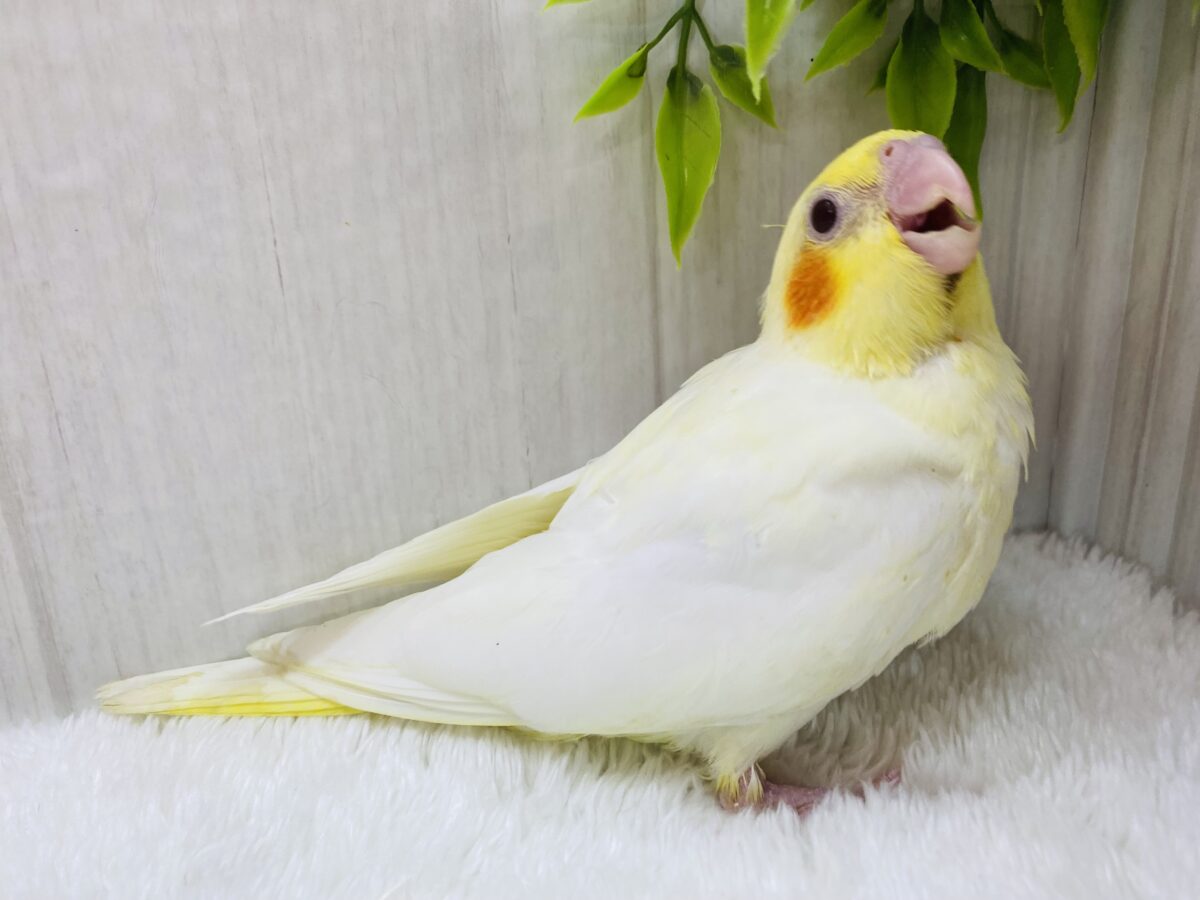 オカメインコ