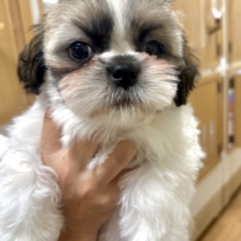 ぽてぽてかわいい♡シーズーちゃん🐶💞