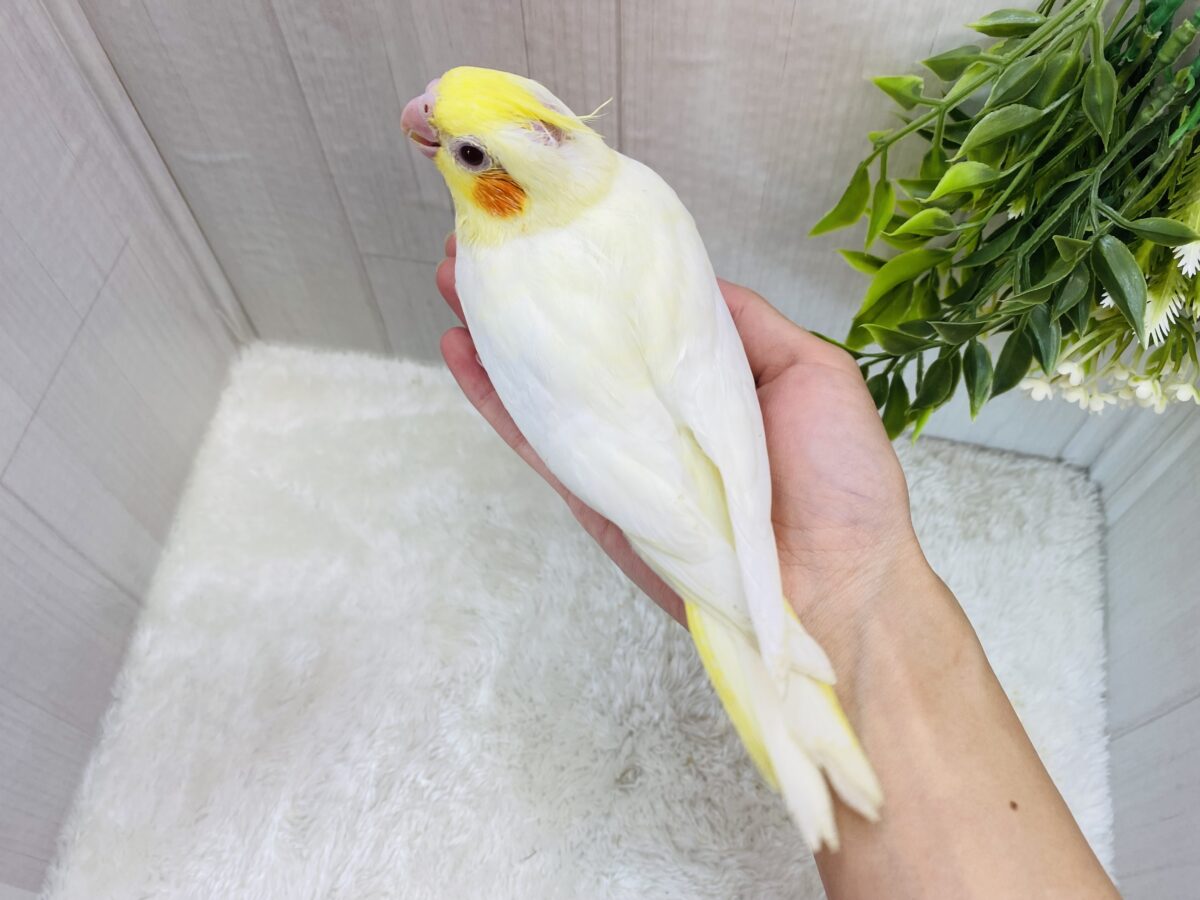 オカメインコ