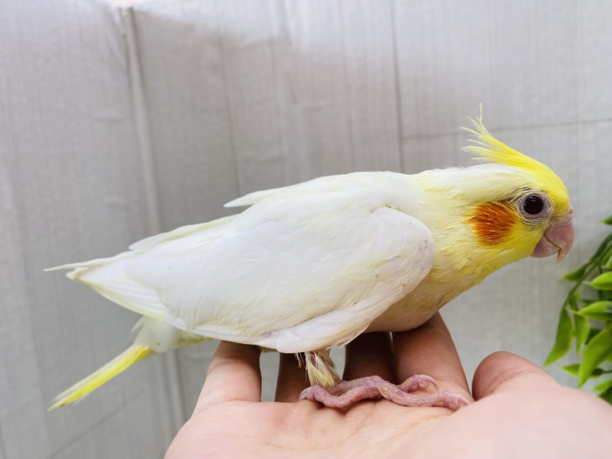 オカメインコ
