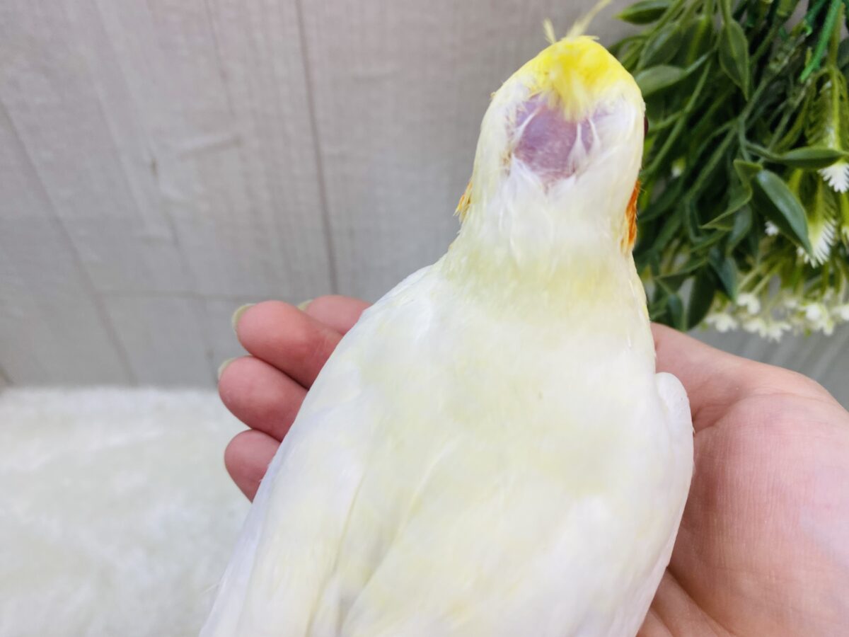 オカメインコ