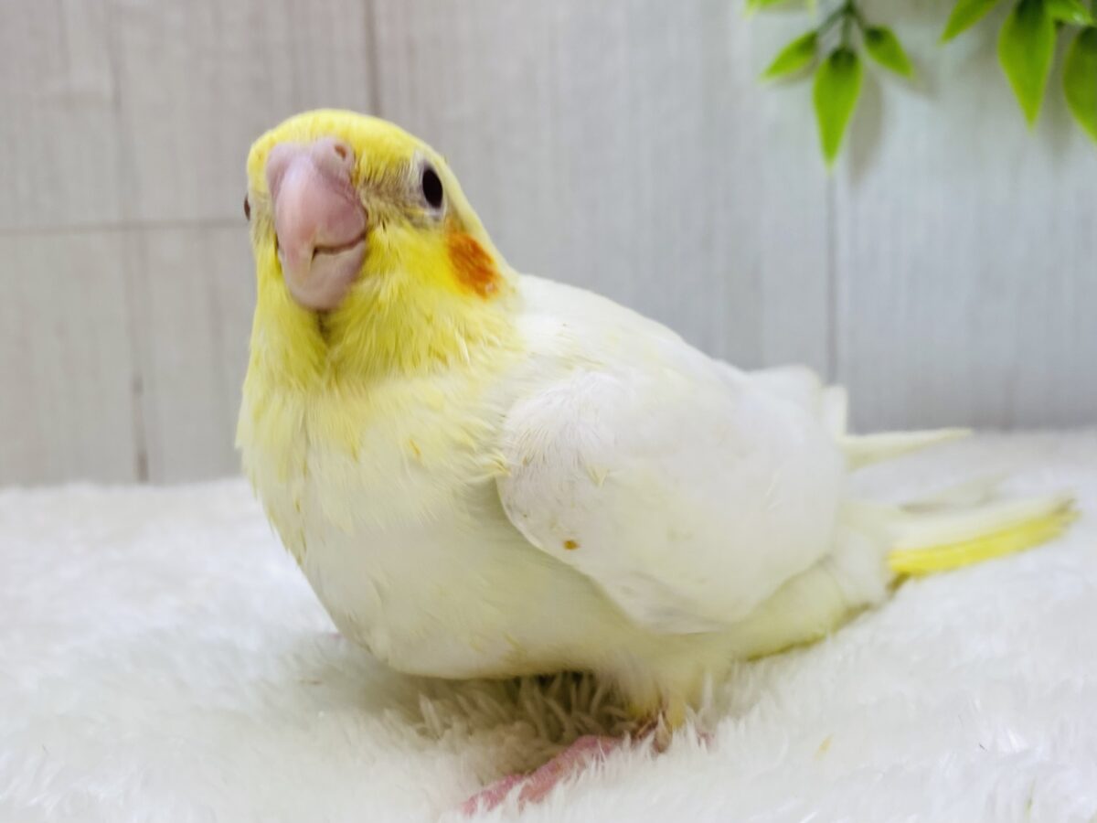 ちらっとおハゲのたまごちゃん💛オカメインコ（ルチノー）