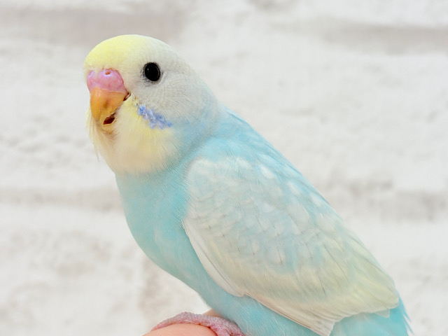 【最新画像更新🪄】1度見たら忘れられない…🐣💝セキセイインコ(パステルレインボー) ヒナ