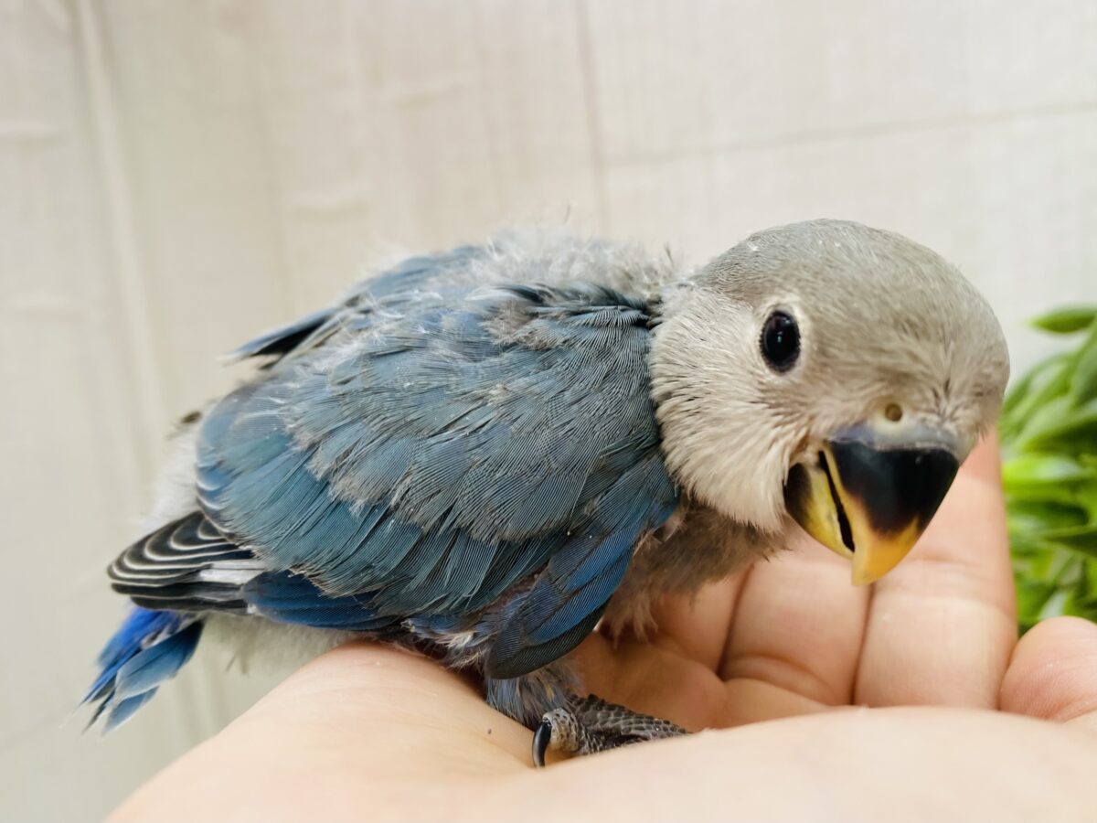 コザクラインコ（小桜インコ）