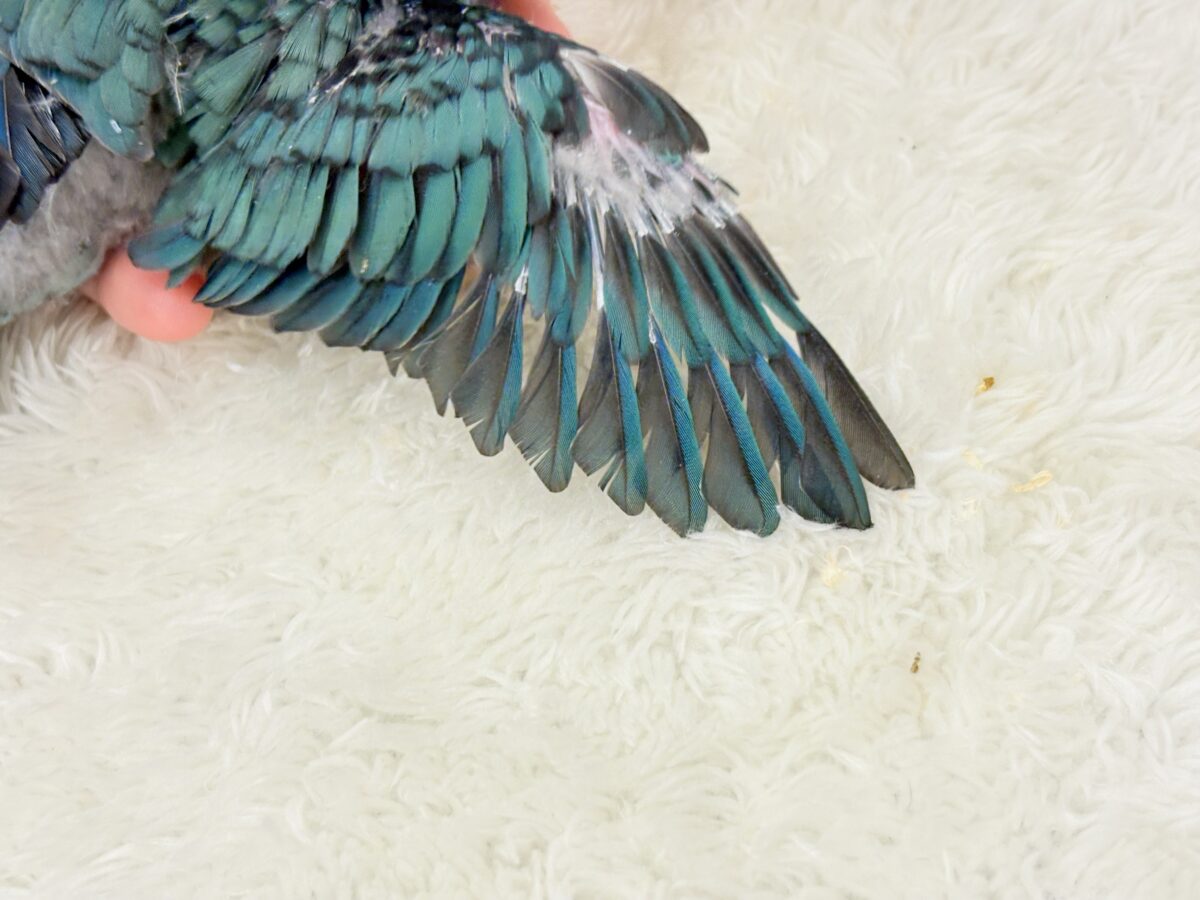 【最新画像更新🪄】これを聞かなきゃ1日が終われない!?🐣🎤💙サザナミインコ(ブルー) ヒナ サザナミインコ