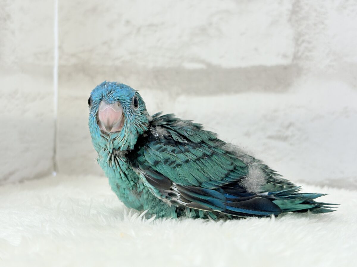 サザナミインコ