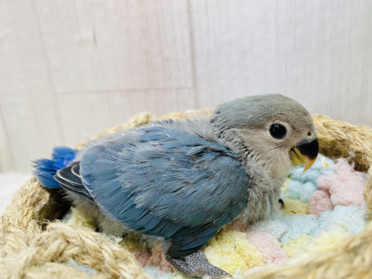 コザクラインコ（小桜インコ）