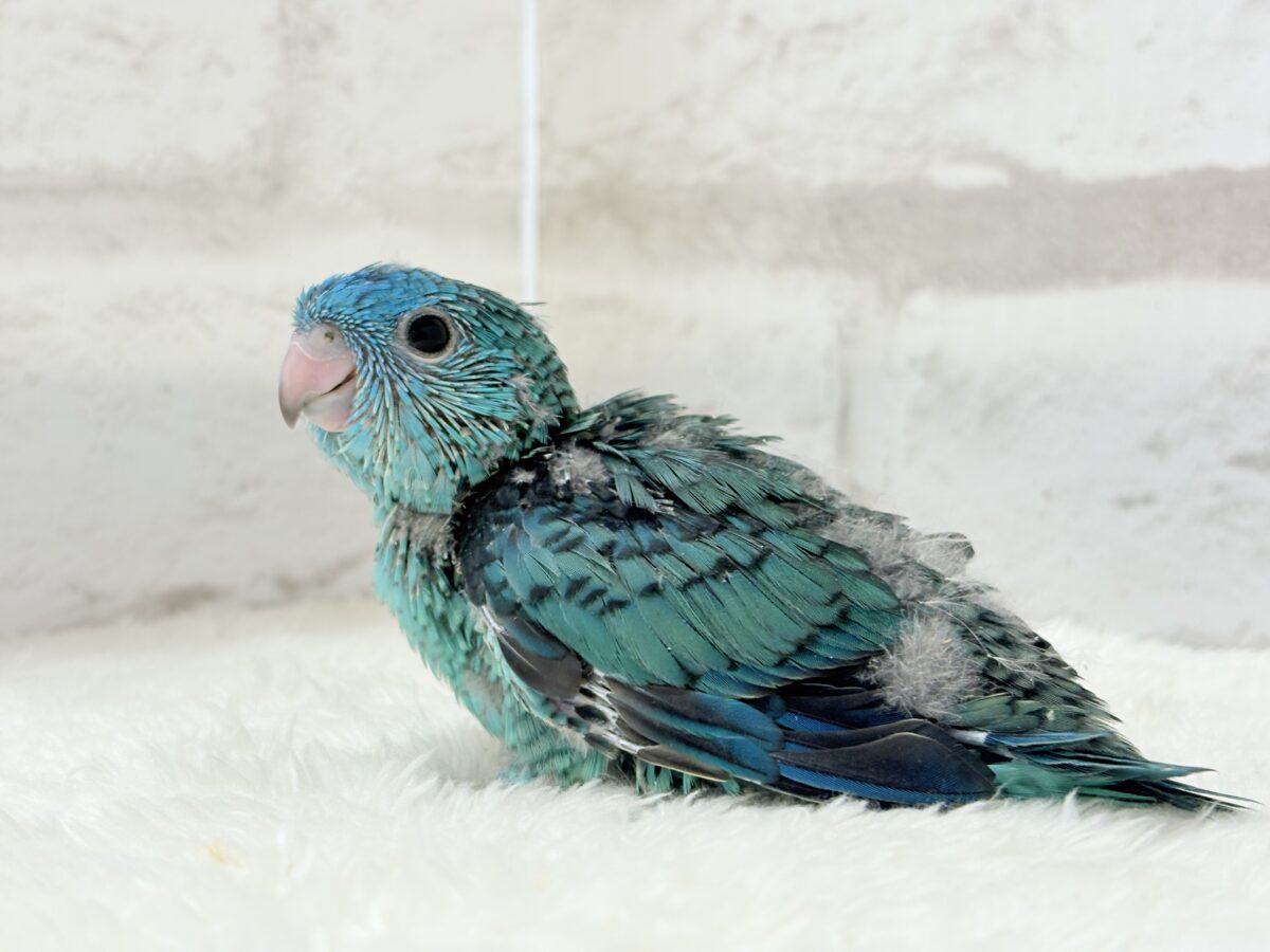 【最新画像更新🪄】これを聞かなきゃ1日が終われない!?🐣🎤💙サザナミインコ(ブルー) ヒナ サザナミインコ