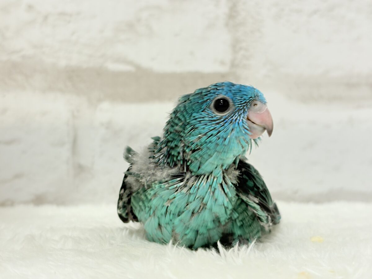 【最新画像更新🪄】これを聞かなきゃ1日が終われない!?🐣🎤💙サザナミインコ(ブルー) ヒナ サザナミインコ