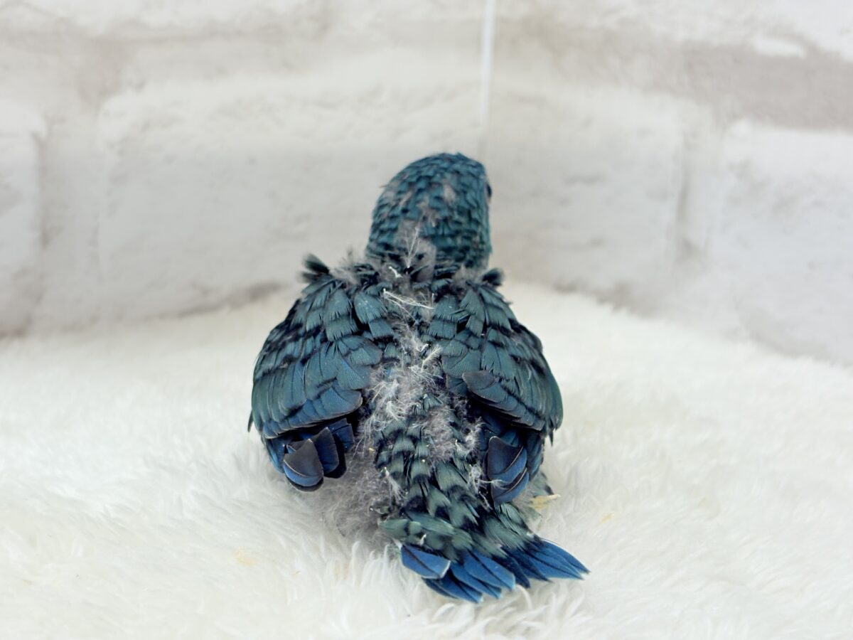 サザナミインコ