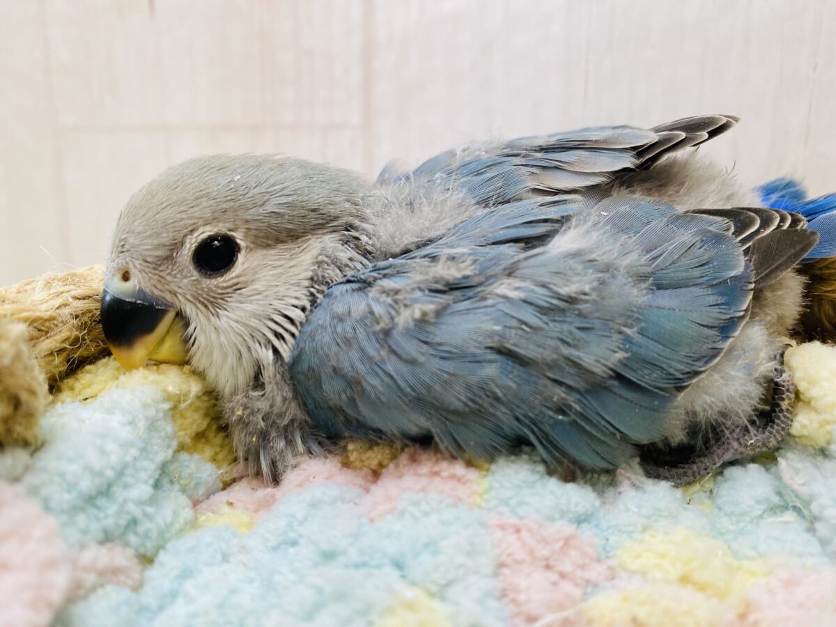 コザクラインコ（小桜インコ）