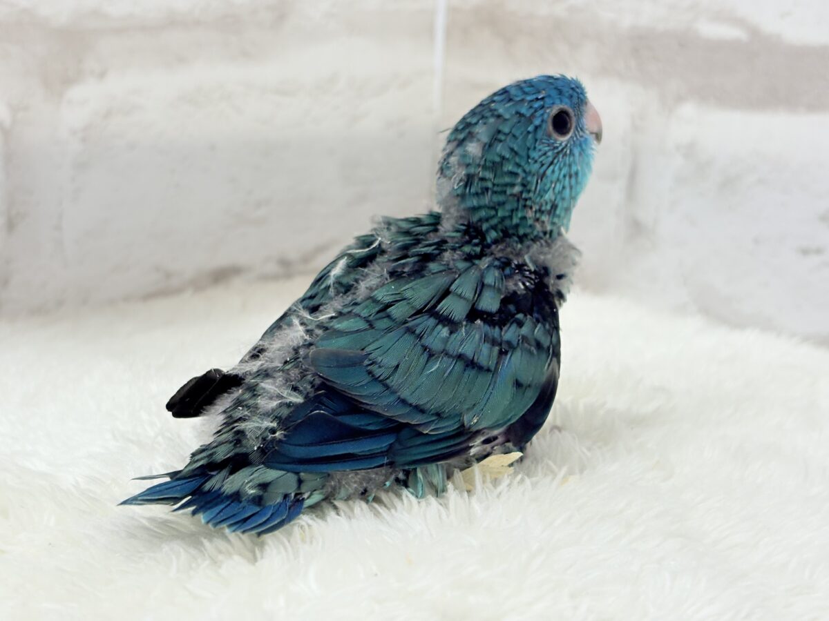 サザナミインコ