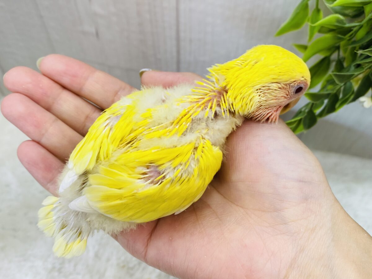 コザクラインコ（小桜インコ）