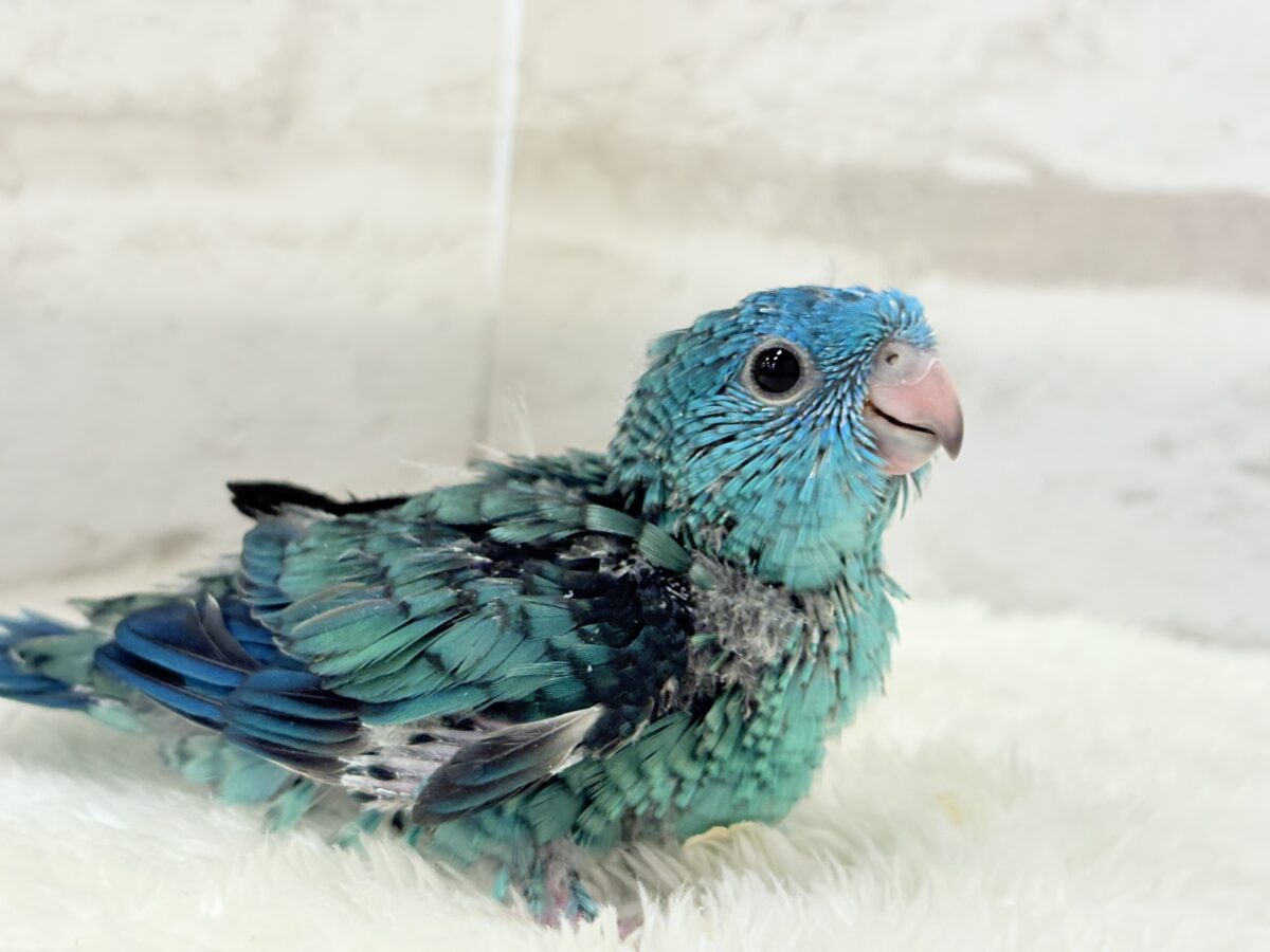 【最新画像更新🪄】これを聞かなきゃ1日が終われない!?🐣🎤💙サザナミインコ(ブルー) ヒナ サザナミインコ