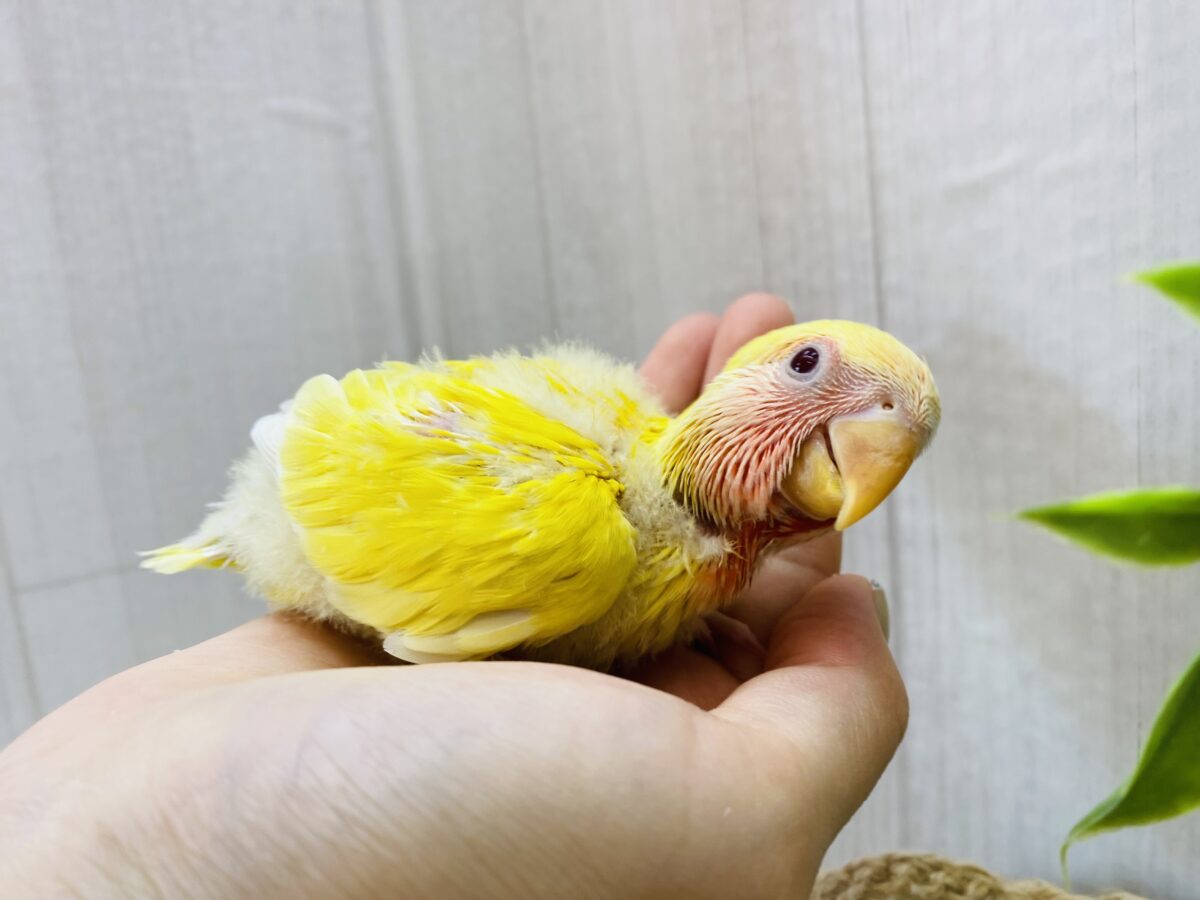 コザクラインコ（小桜インコ）