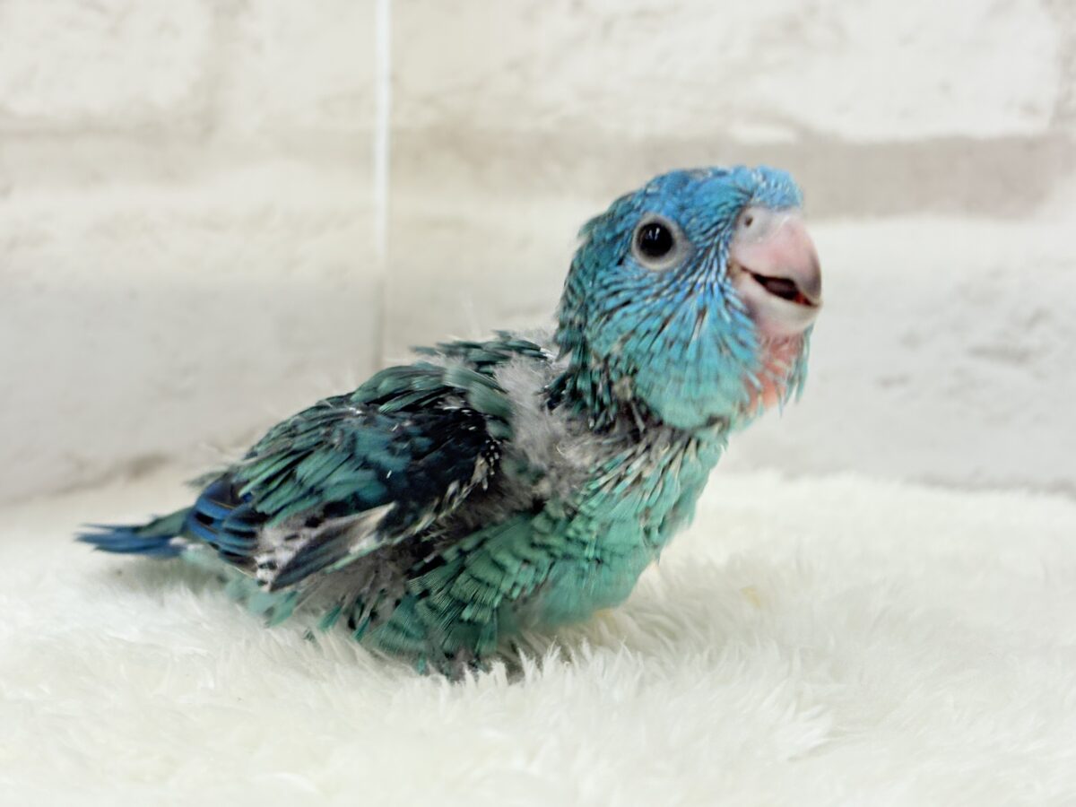 【最新画像更新🪄】これを聞かなきゃ1日が終われない!?🐣🎤💙サザナミインコ(ブルー) ヒナ サザナミインコ