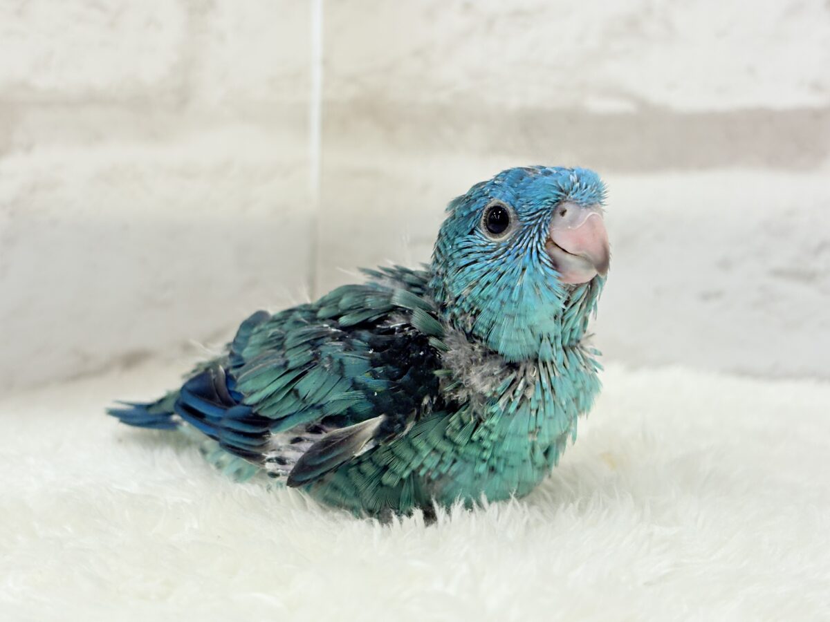 サザナミインコ
