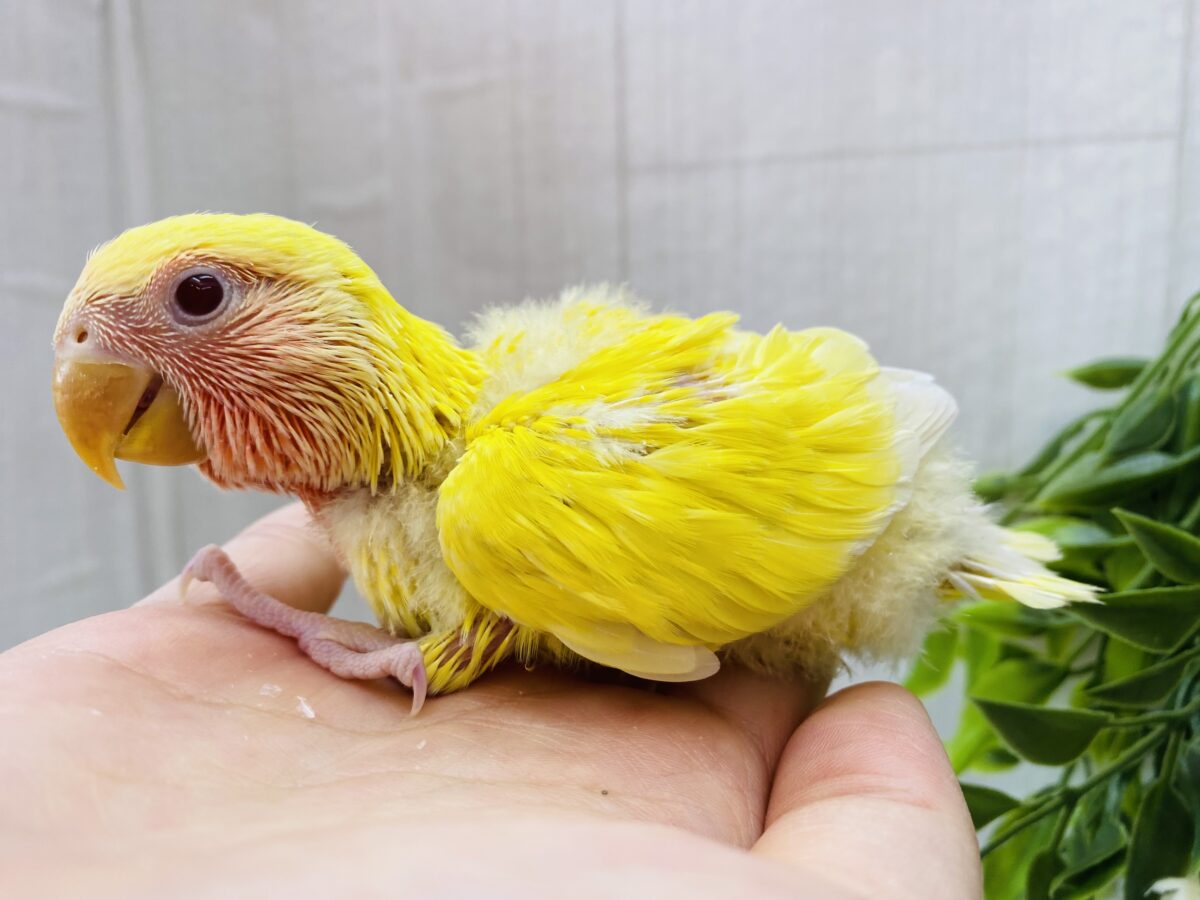 コザクラインコ（小桜インコ）