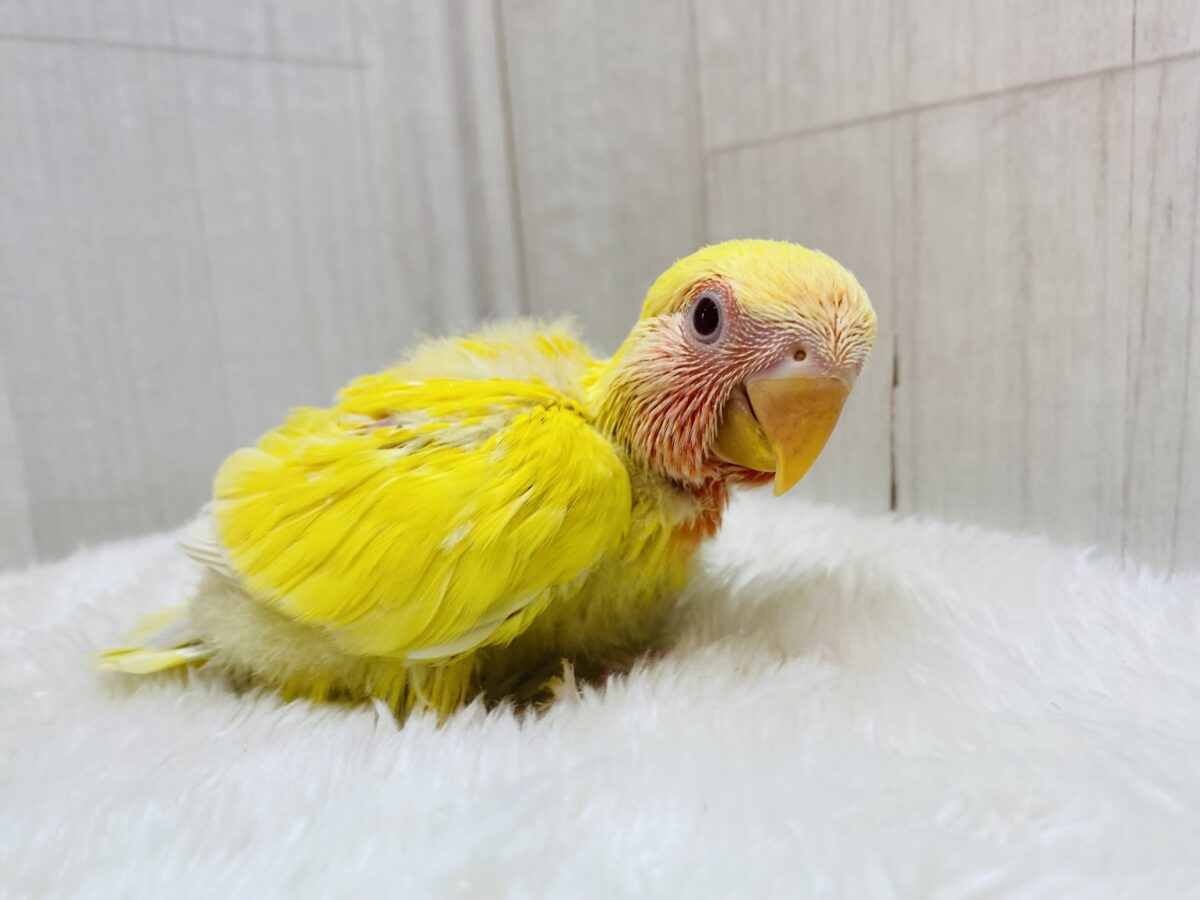 コザクラインコ（小桜インコ）