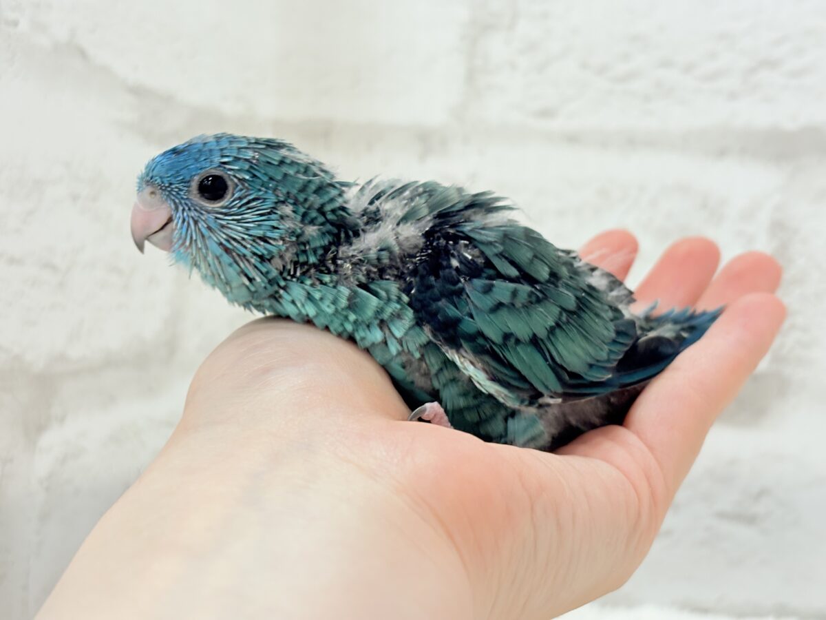 サザナミインコ