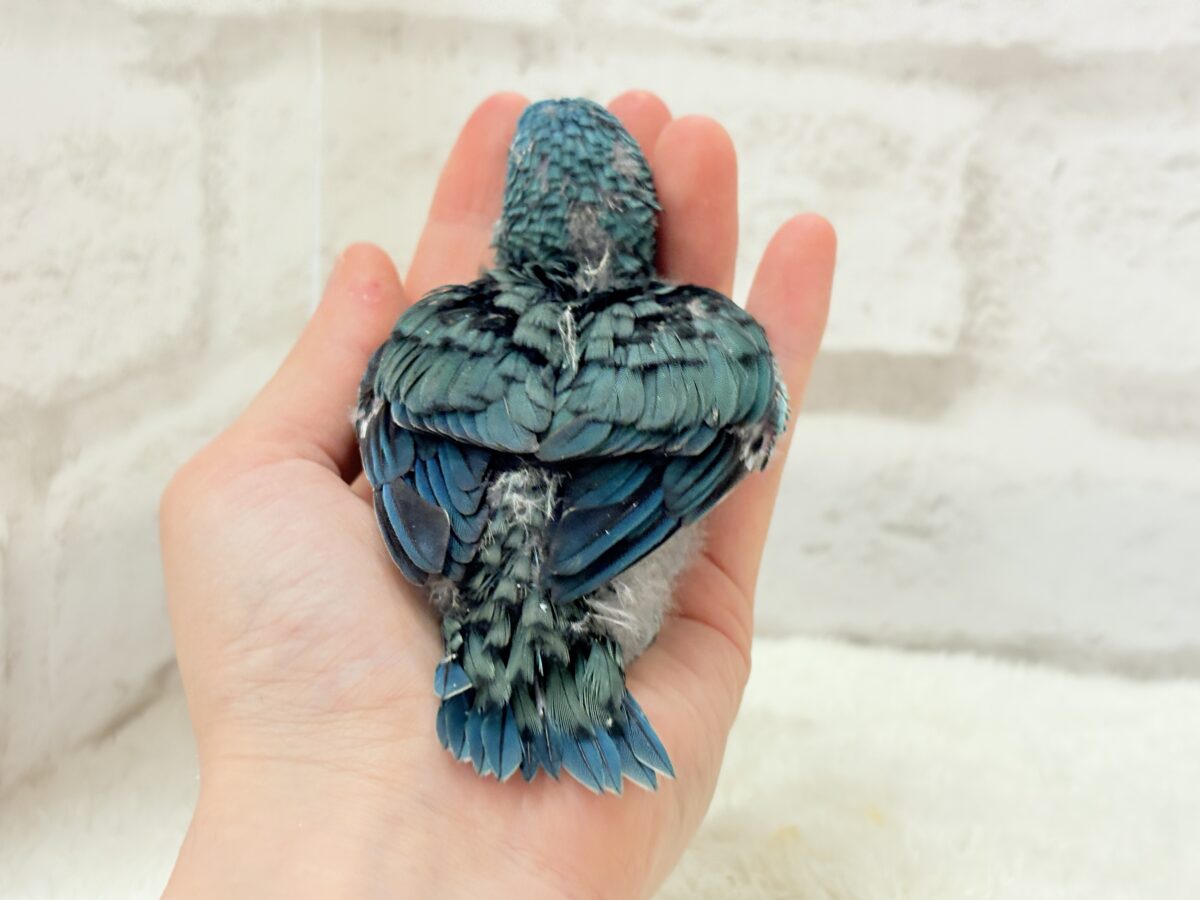 サザナミインコ