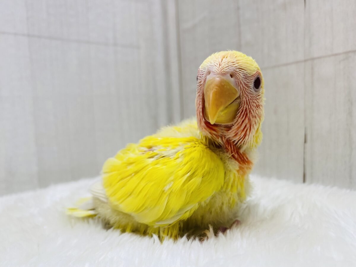 コザクラインコ（小桜インコ）