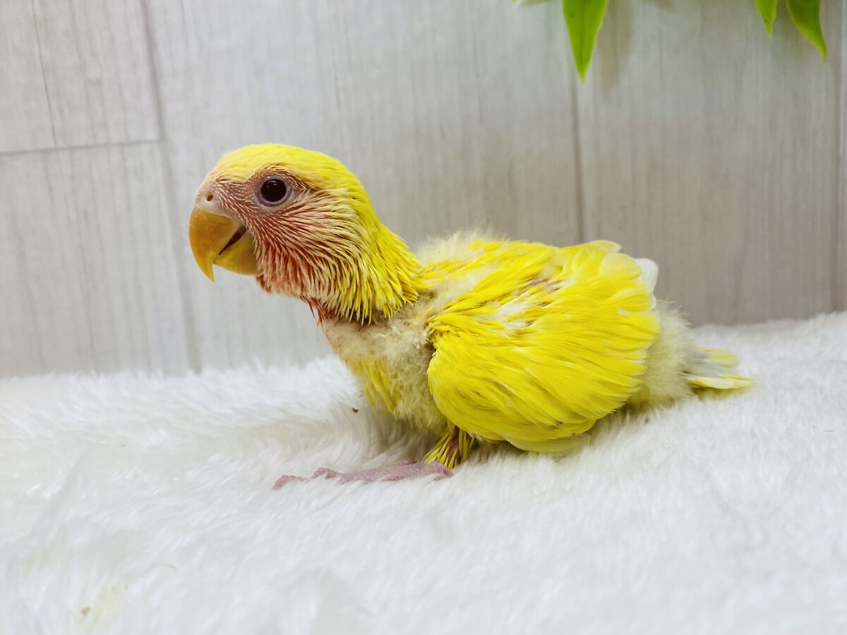 コザクラインコ（小桜インコ）