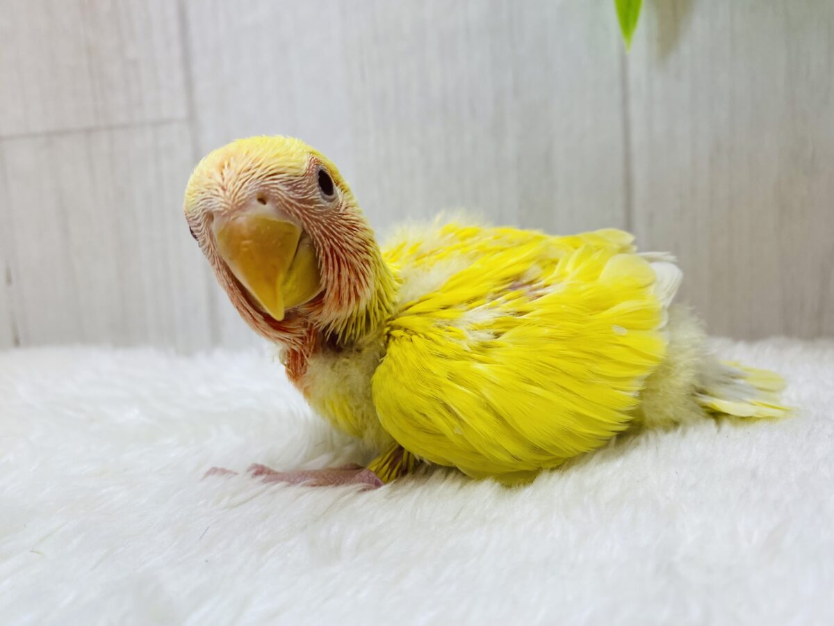 コザクラインコ（小桜インコ）