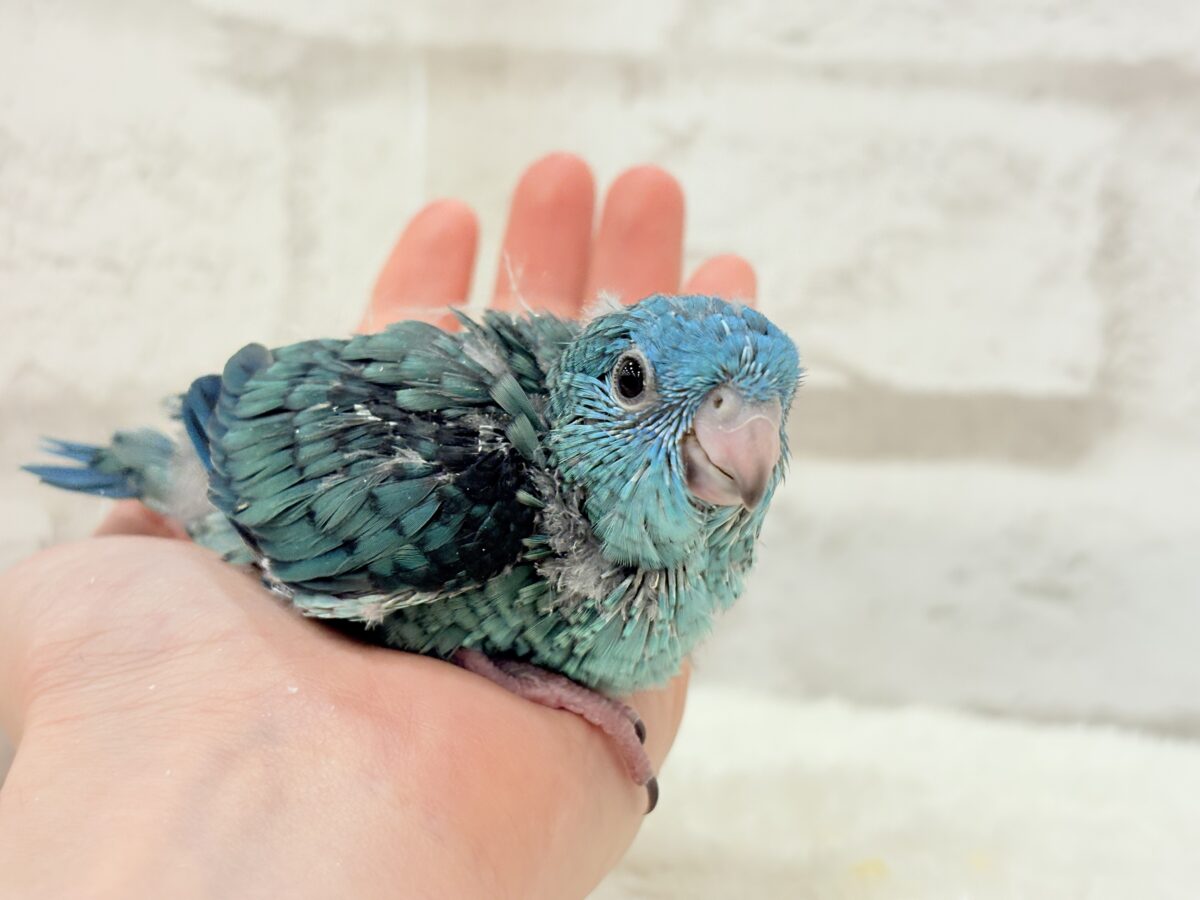 サザナミインコ