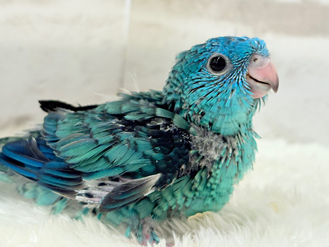 【最新画像更新🪄】これを聞かなきゃ1日が終われない!?🐣🎤💙サザナミインコ(ブルー) ヒナ 【最新画像更新🪄】これを聞かなきゃ1日が終われない!?🐣🎤💙サザナミインコ(ブルー) ヒナ