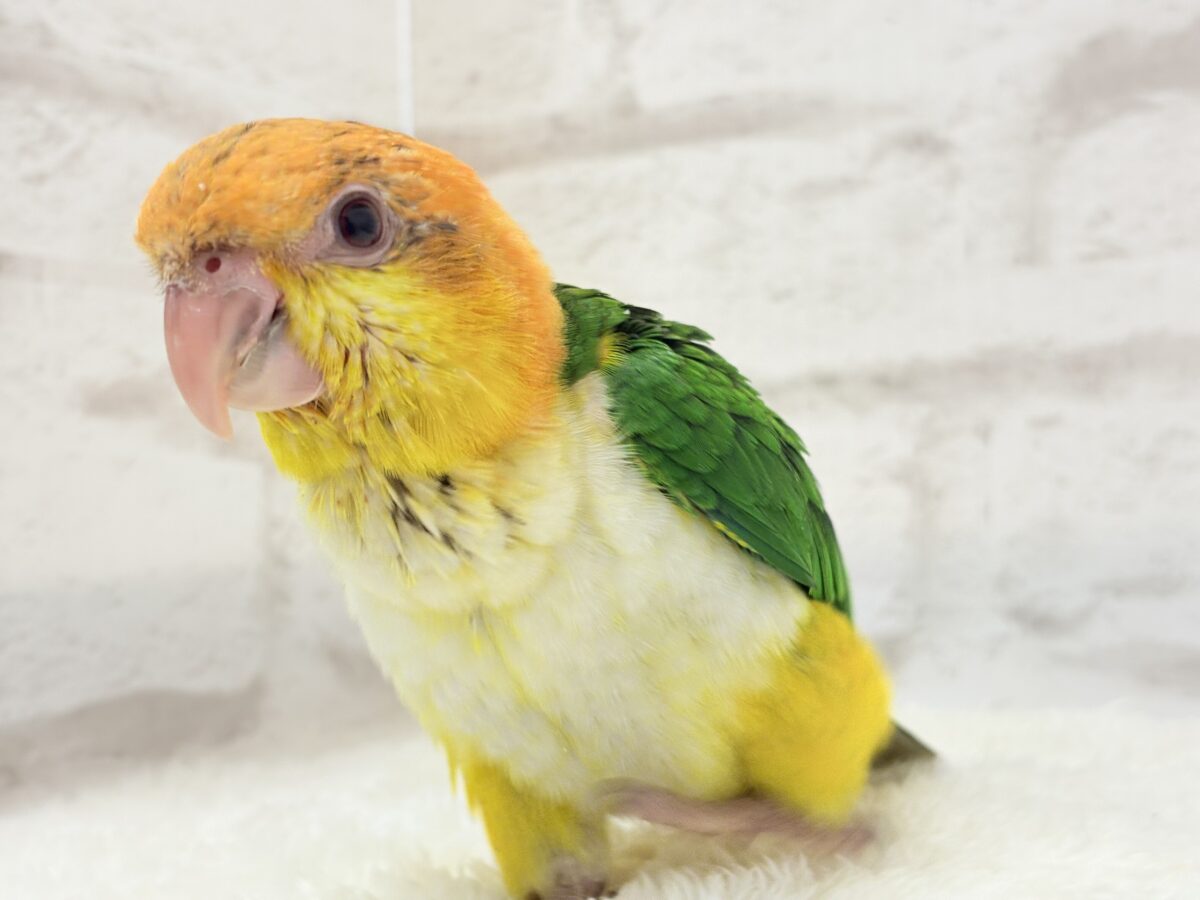 シロハラインコ